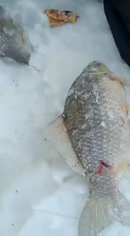 Перекопный, зимняя рыбалка на карася