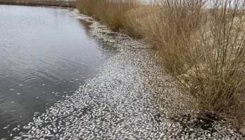 В Родинском районе массово погибла рыба в озере