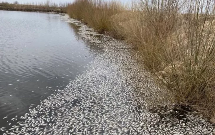 В Родинском районе массово погибла рыба в озере