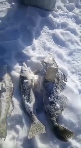 Зимняя рыбалка на судака